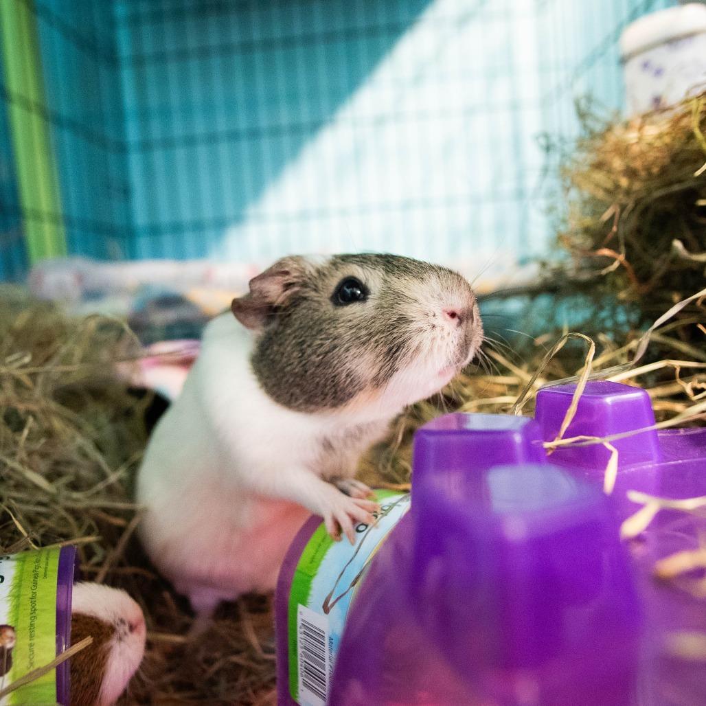 Enlarge Malcom, a Adoptable mixed breed in Providence, RI image 3/6