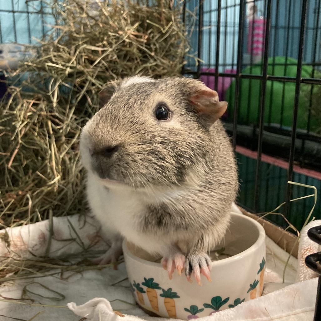 Enlarge Malcom, a Adoptable mixed breed in Providence, RI image 4/6