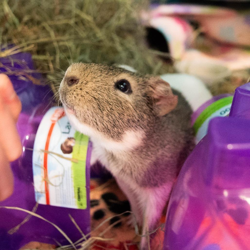 Enlarge Malcom, a Adoptable mixed breed in Providence, RI image 5/6