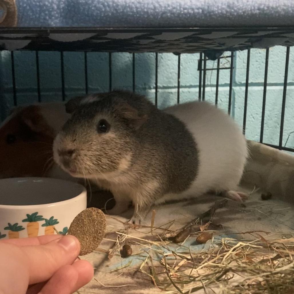 Enlarge Malcom, a Adoptable mixed breed in Providence, RI image 6/6