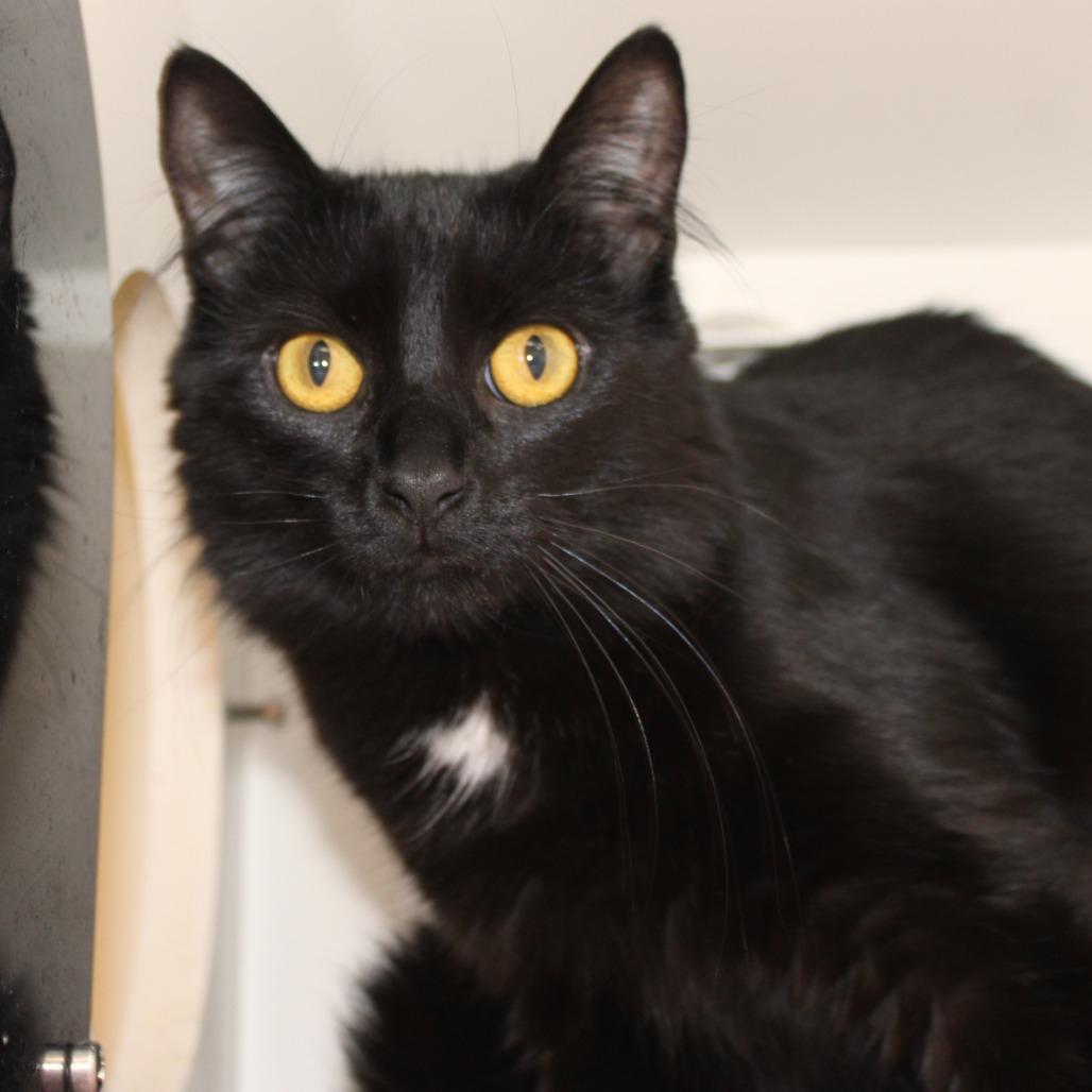 Enlarge Nix, a Adoptable Domestic Short Hair in Champaign, IL image 1/6