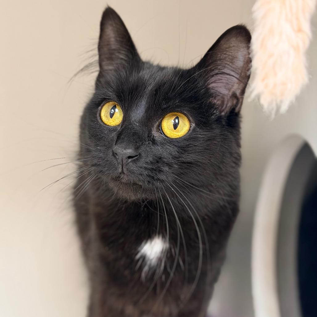 Enlarge Nix, a Adoptable Domestic Short Hair in Champaign, IL image 2/6