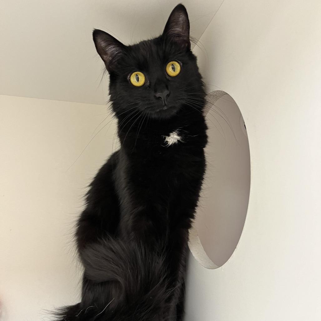 Enlarge Nix, a Adoptable Domestic Short Hair in Champaign, IL image 3/6