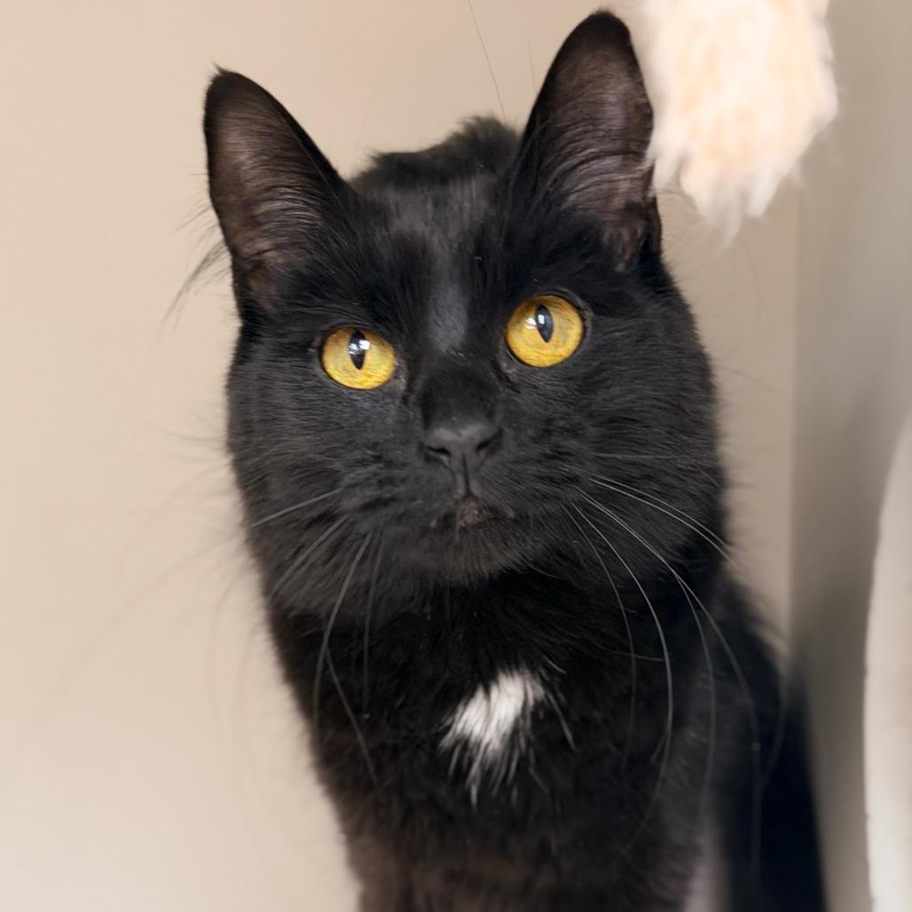 Enlarge Nix, a Adoptable Domestic Short Hair in Champaign, IL image 4/6