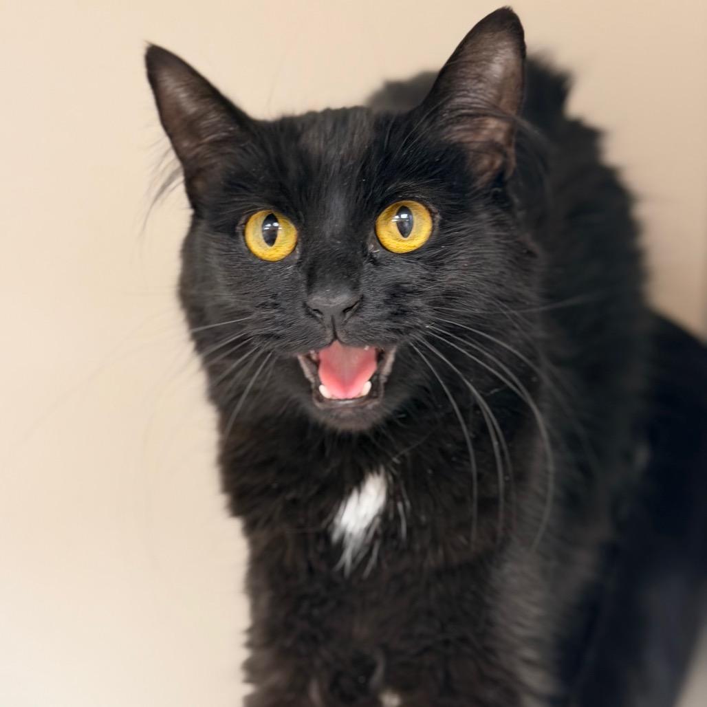 Enlarge Nix, a Adoptable Domestic Short Hair in Champaign, IL image 5/6
