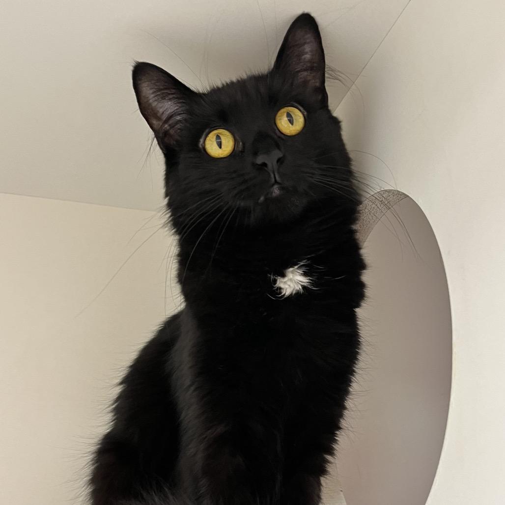 Enlarge Nix, a Adoptable Domestic Short Hair in Champaign, IL image 6/6