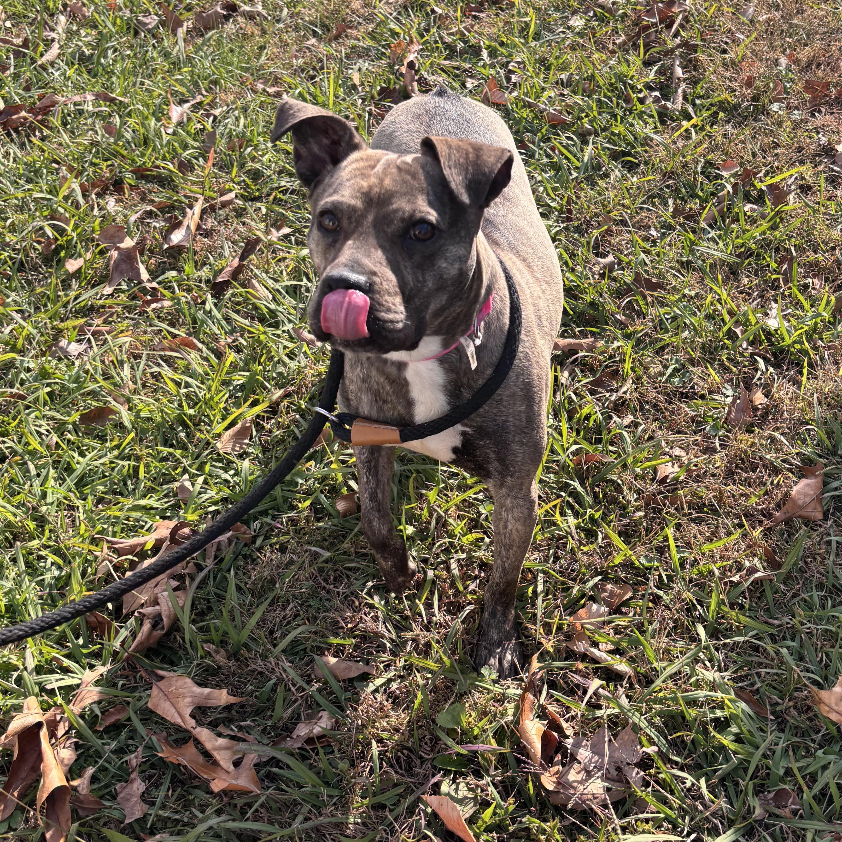 Diamond, Adoptable, Young Female Terrier.