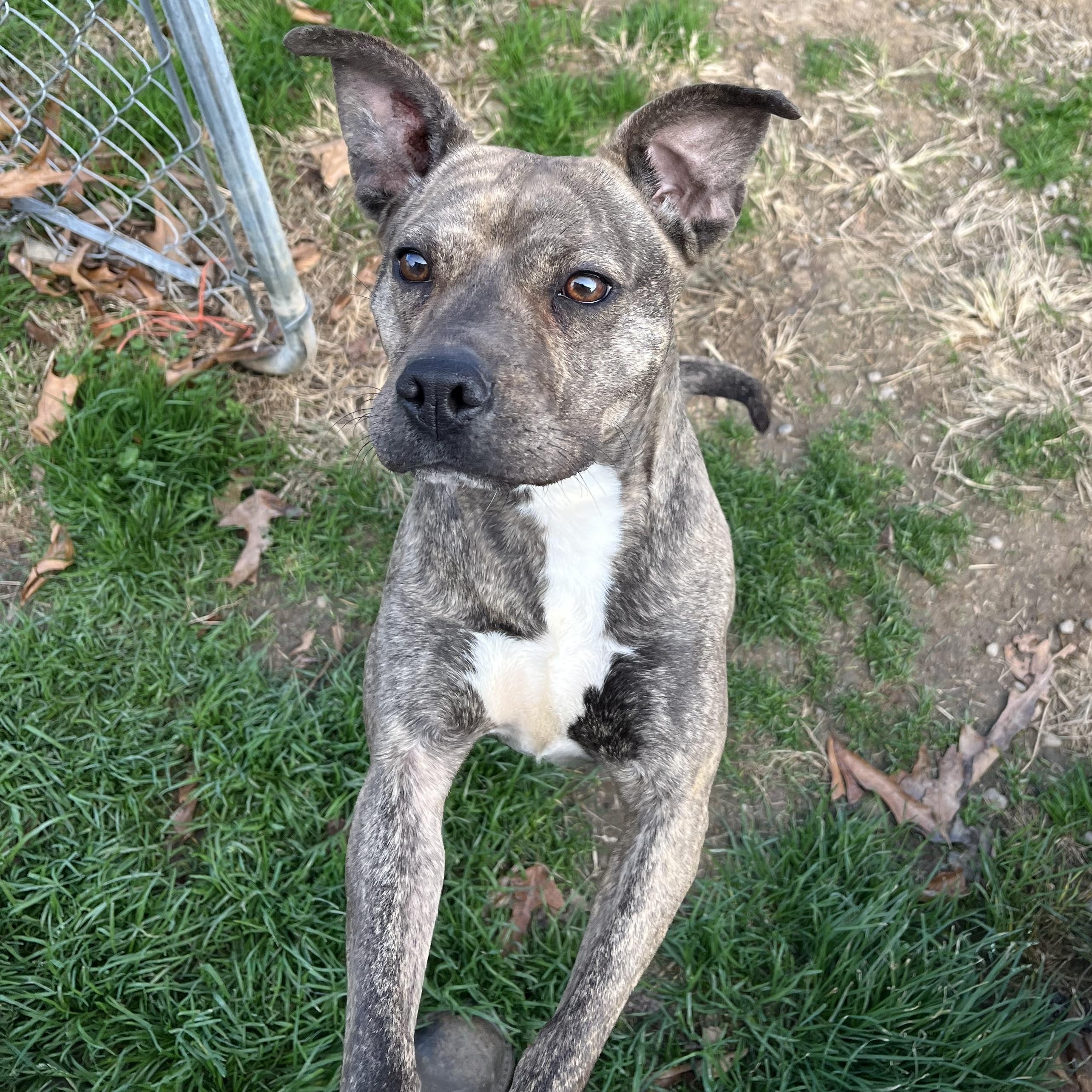 Diamond, a Adoptable Terrier in Blackstone, VA image 2/5