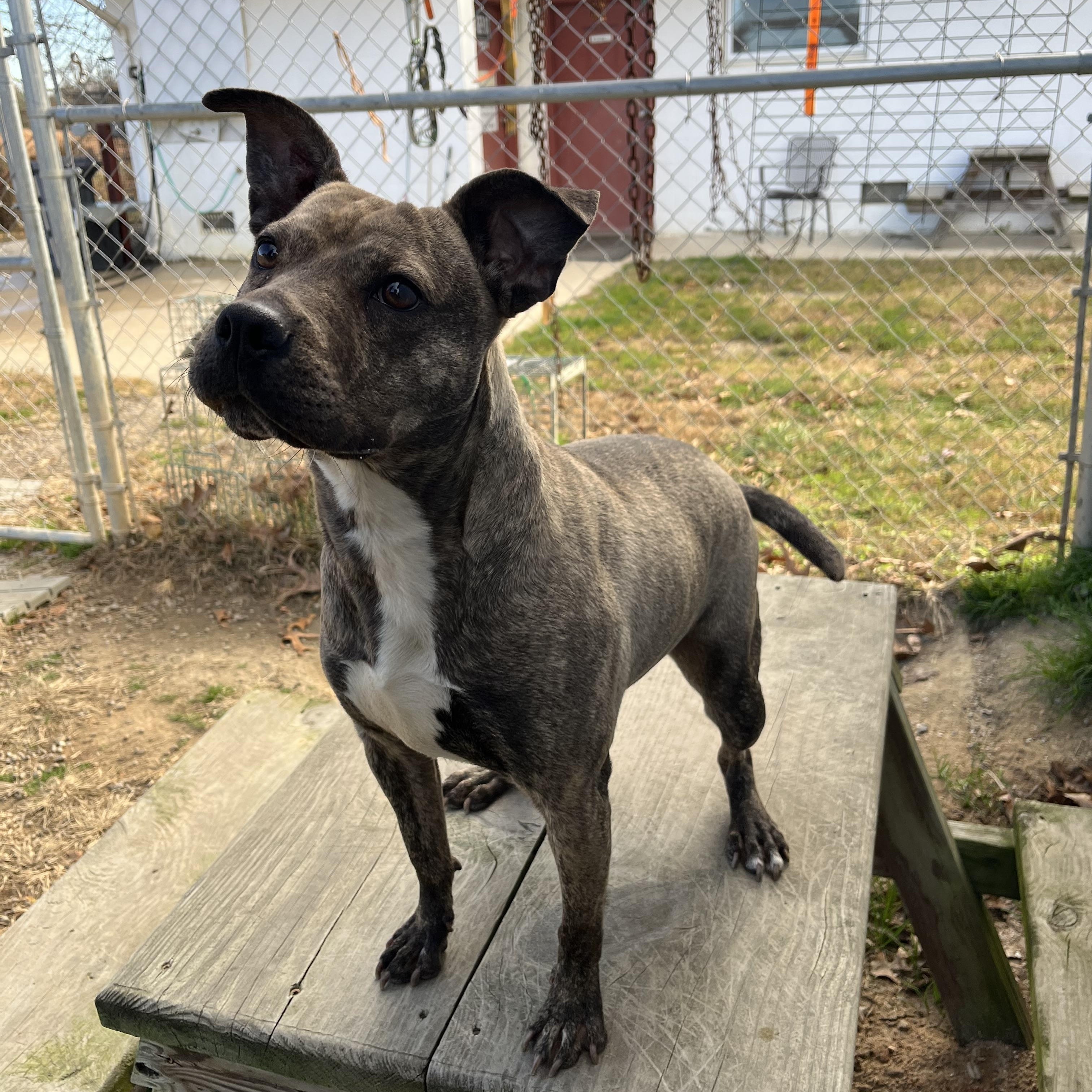 Diamond, a Adoptable Terrier in Blackstone, VA image 3/5