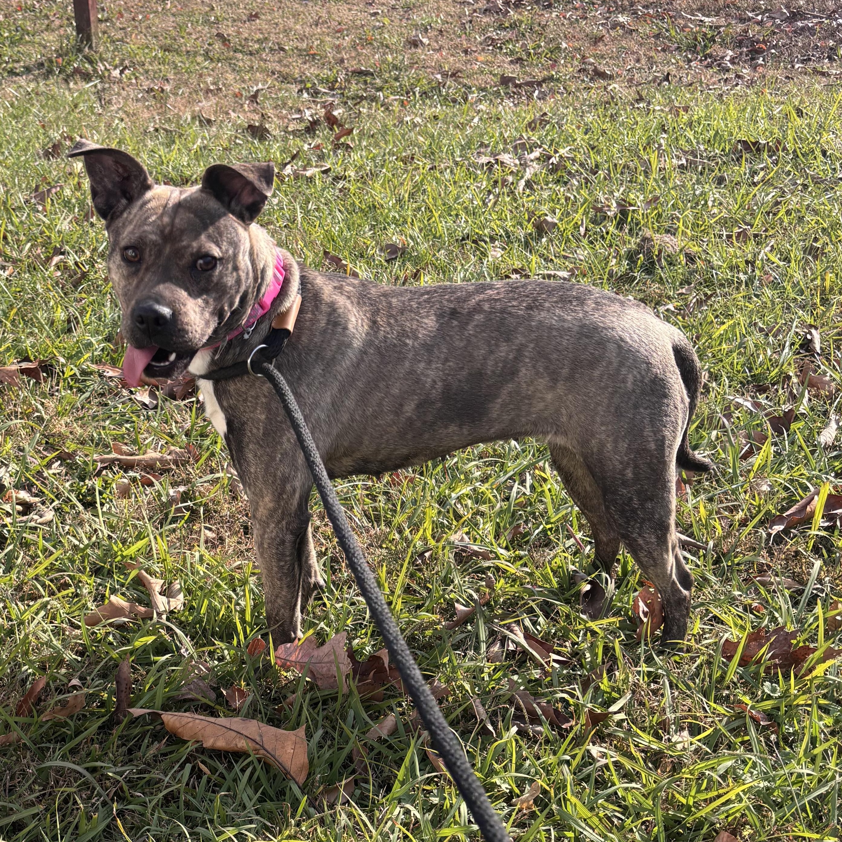 Diamond, a Adoptable Terrier in Blackstone, VA image 4/5
