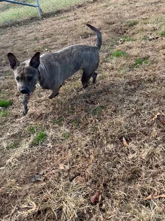 Enlarge Diamond, a Adoptable Terrier in Blackstone, VA video 5/5