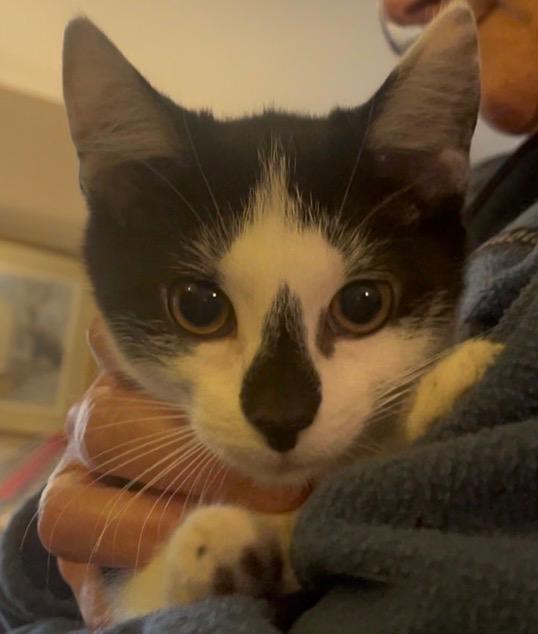 Enlarge Minnie, a ADOPTABLE Domestic Short Hair in Turnersville, NJ image 2/5
