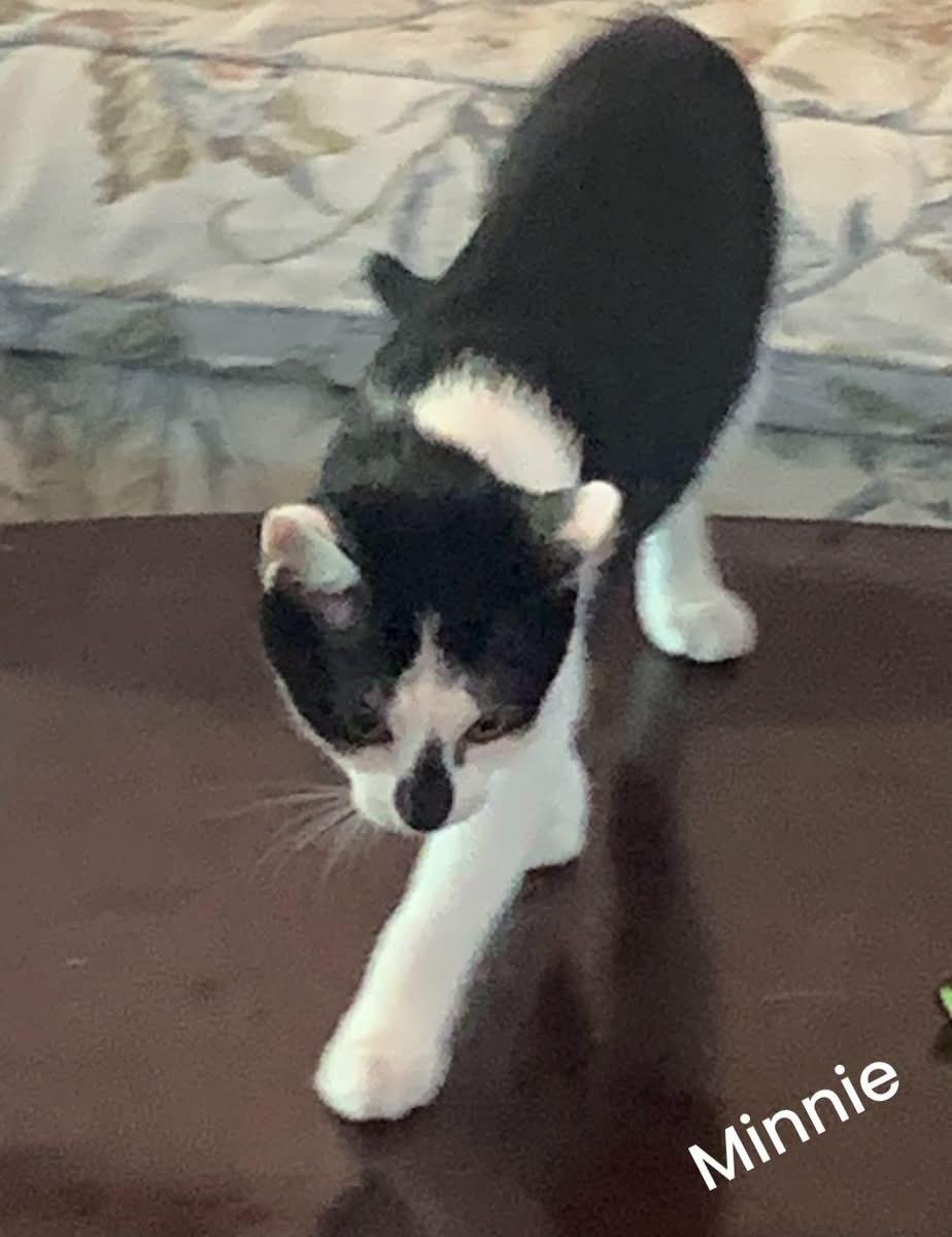 Enlarge Minnie, a ADOPTABLE Domestic Short Hair in Turnersville, NJ image 1/5