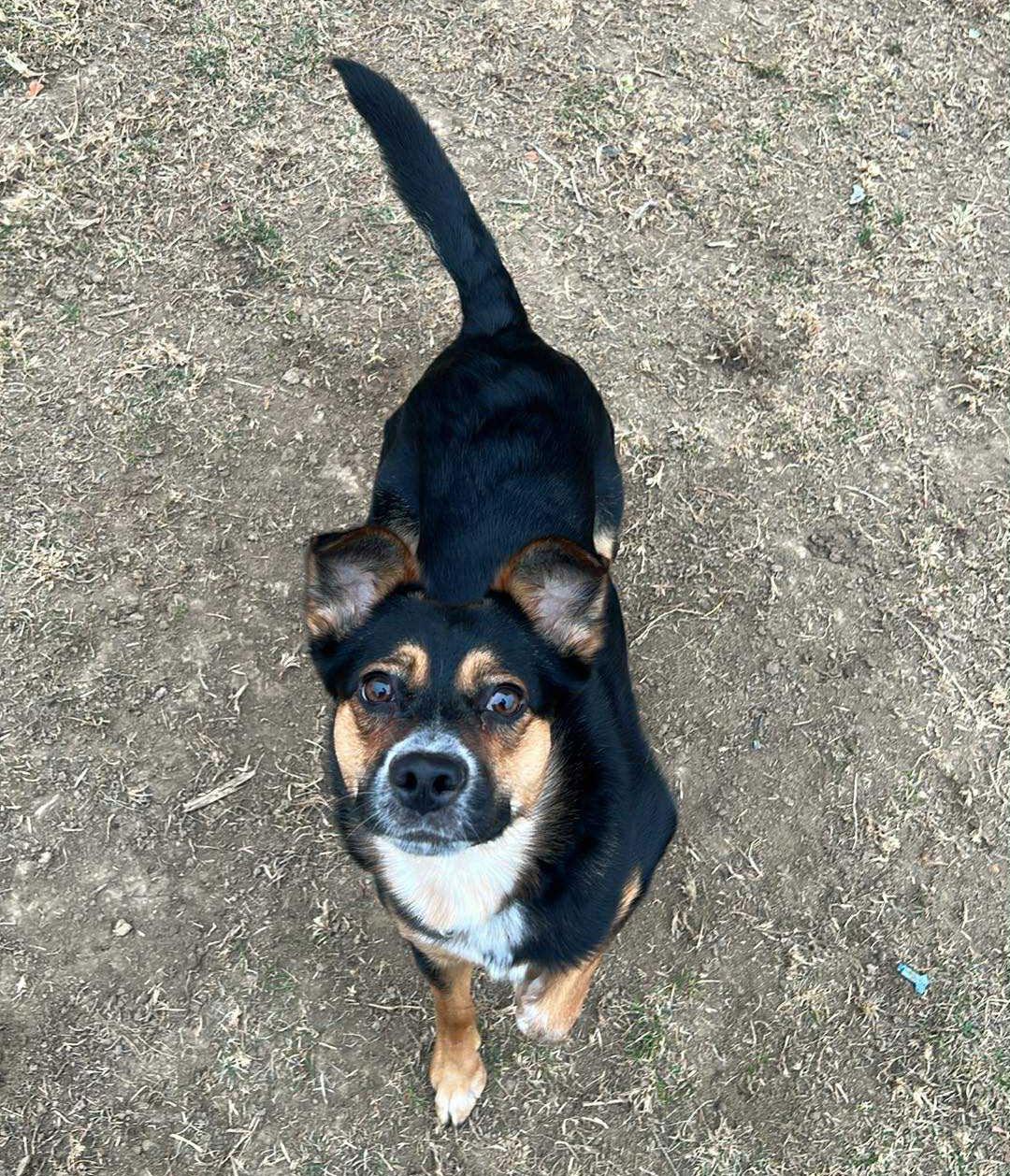 Sheba, Adoptable, Young Female Cattle Dog.