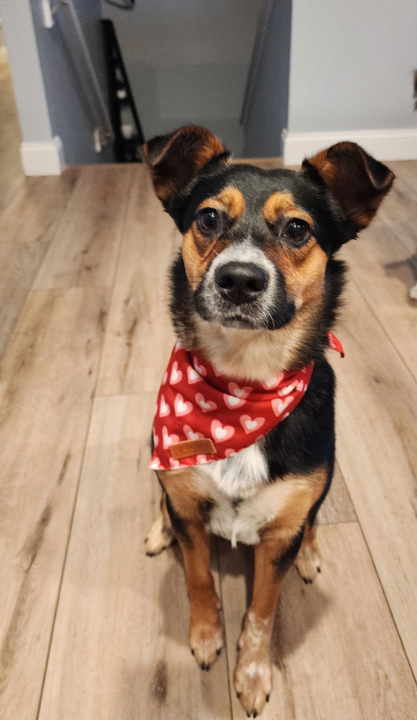 Sheba, Adoptable, Young Female Mixed Breed.