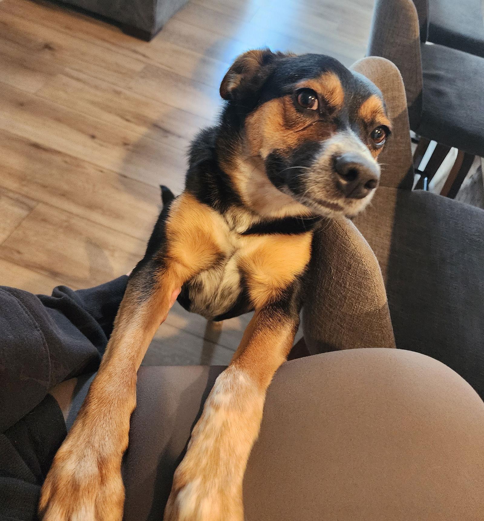 Enlarge Sheba, a Adoptable Cattle Dog in Fenton, MO image 2/3