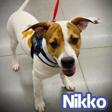 Nikko, a Adoptable mixed breed in Alma, WI image 3/6