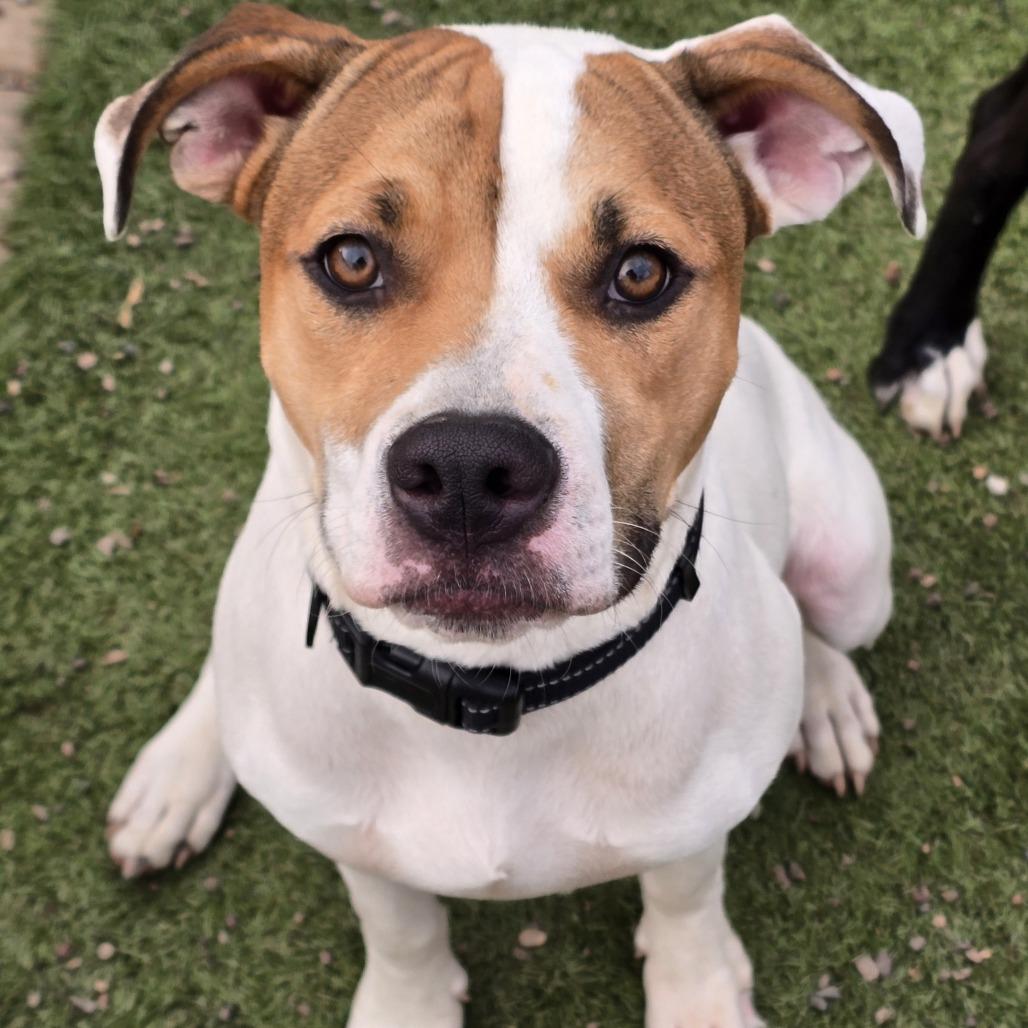 Nikko, a Adoptable mixed breed in Alma, WI image 4/6