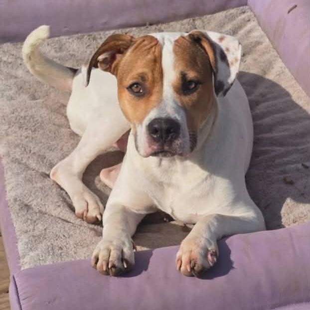 Nikko, a Adoptable mixed breed in Alma, WI image 1/6