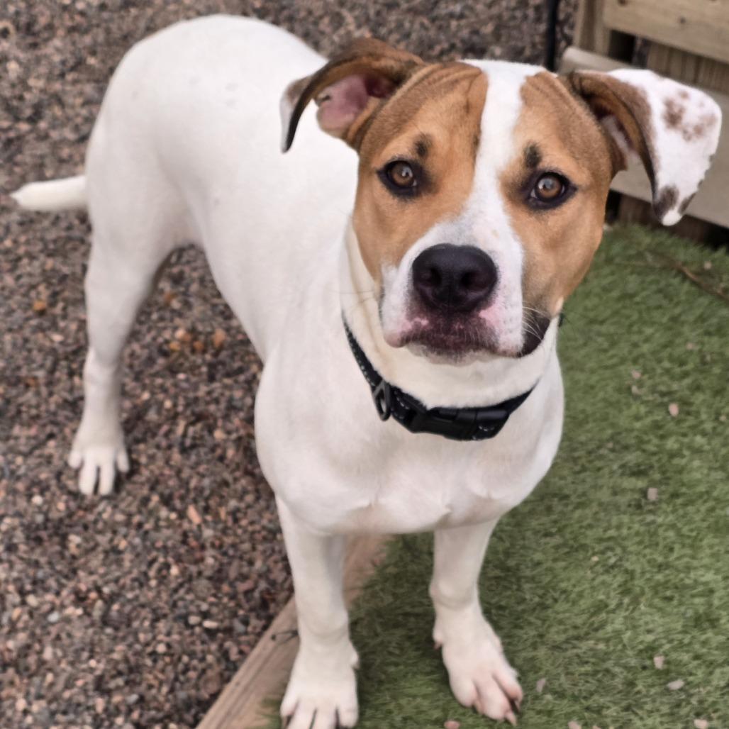 Nikko, Adoptable, Young Male Pit Bull Terrier & Mixed Breed.