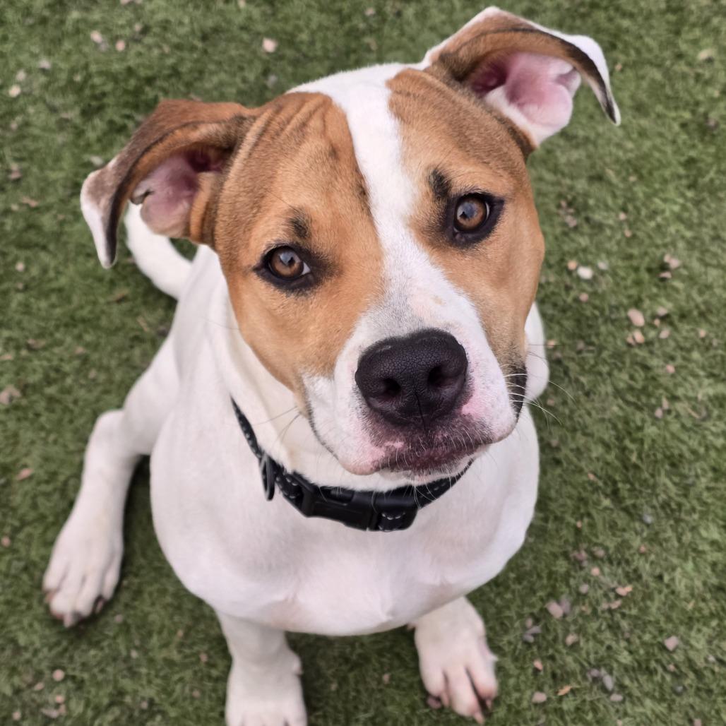 Nikko, a Adoptable mixed breed in Alma, WI image 5/6
