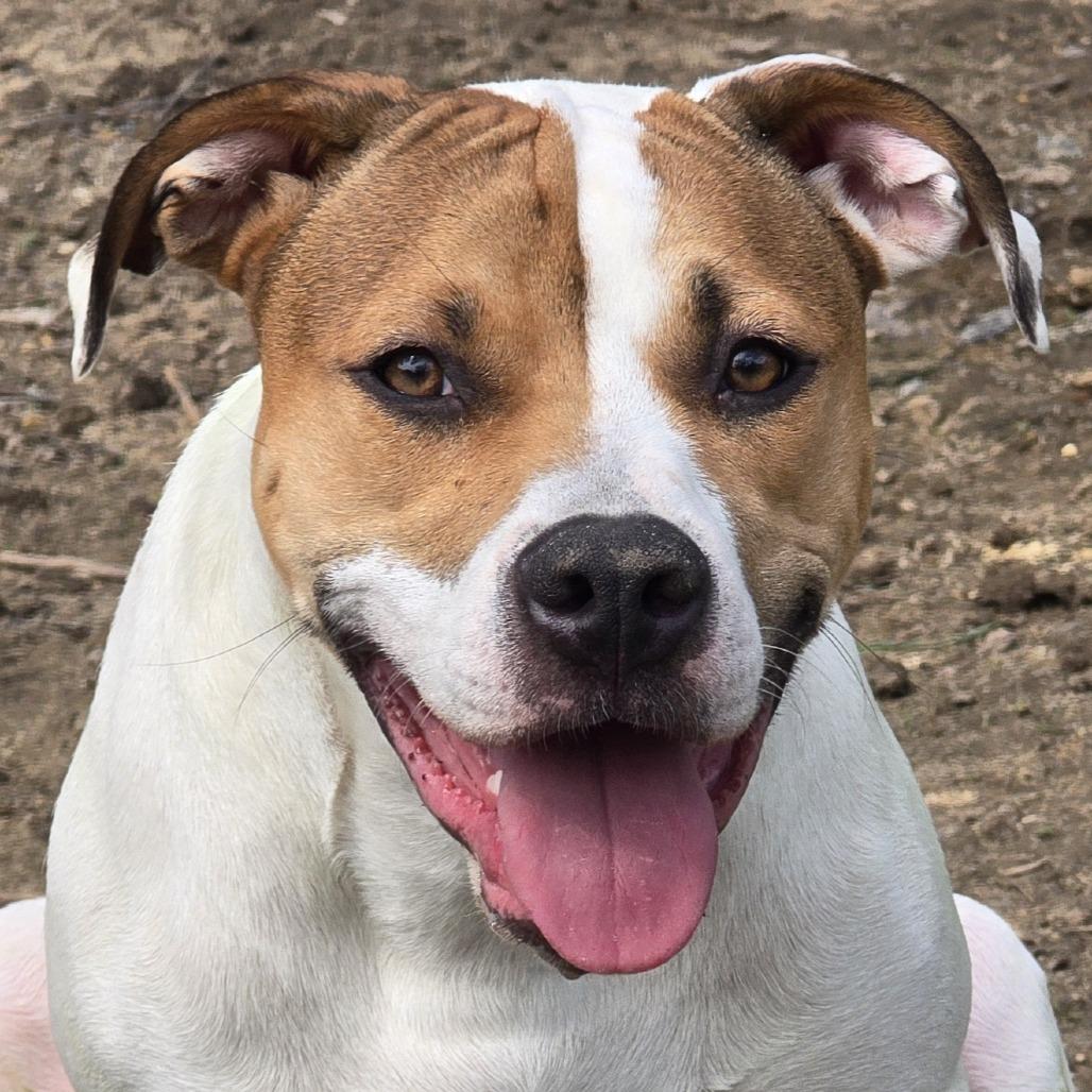 Nikko, a Adoptable mixed breed in Alma, WI image 6/6