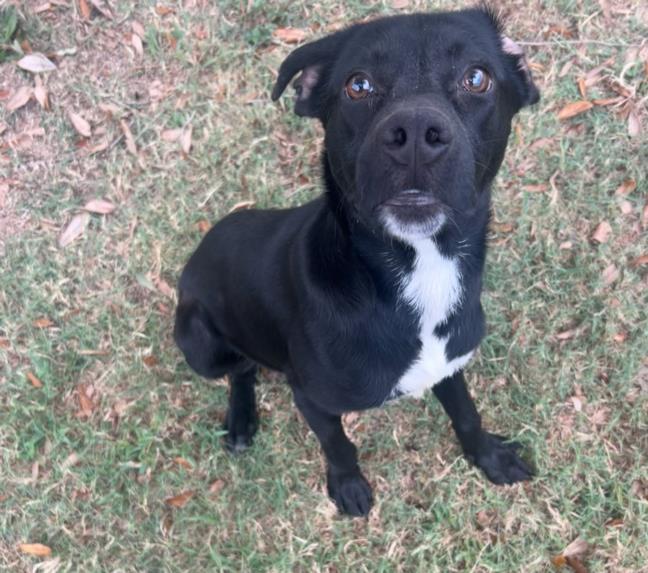 PIPER, Adoptable, Young Female Labrador Retriever & Mixed Breed.