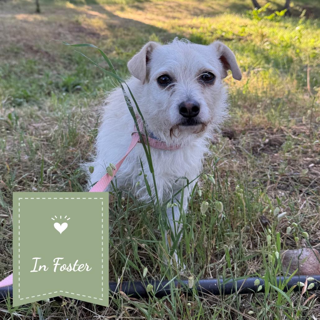 Fruitcake, Adoptable, Adult Female Terrier.