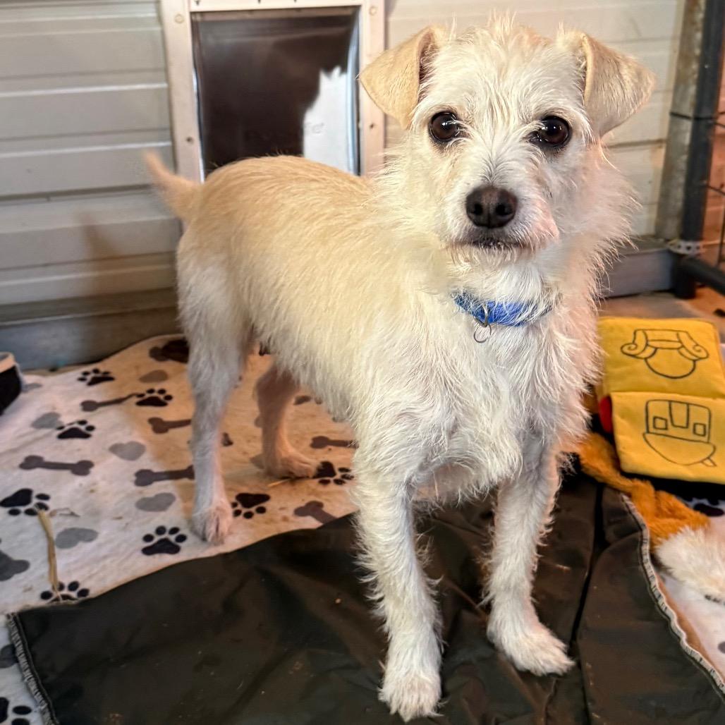 Enlarge Fruitcake, a Adoptable Terrier in Chico, CA image 2/3