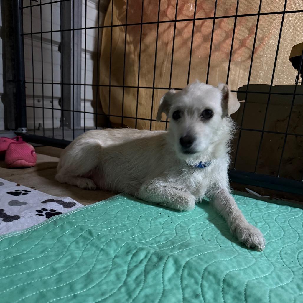 Enlarge Fruitcake, a Adoptable Terrier in Chico, CA image 3/3