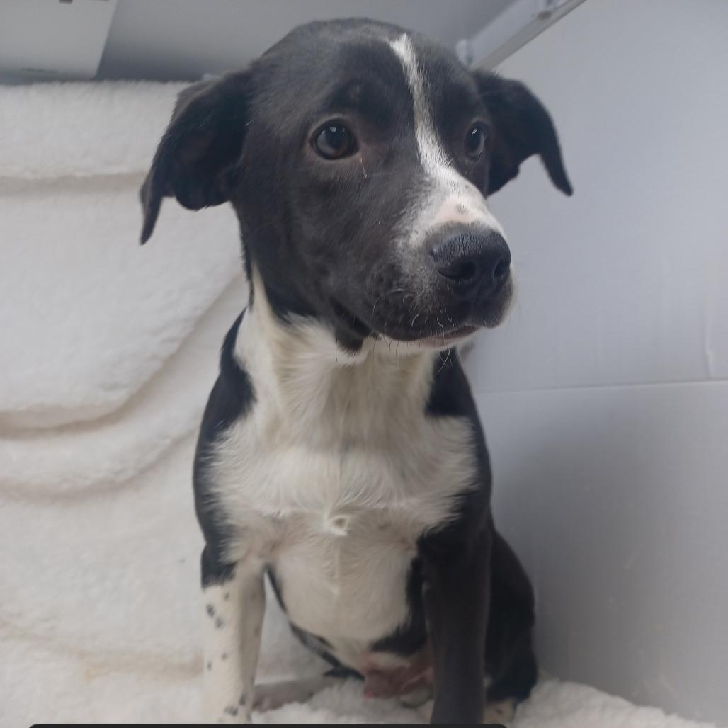 Enlarge Apple Cider, a Adoptable Hound in New Tazewell, TN image 1/1