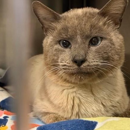 Enlarge Landon, a ADOPTABLE Siamese in Braintree, MA image 6/6