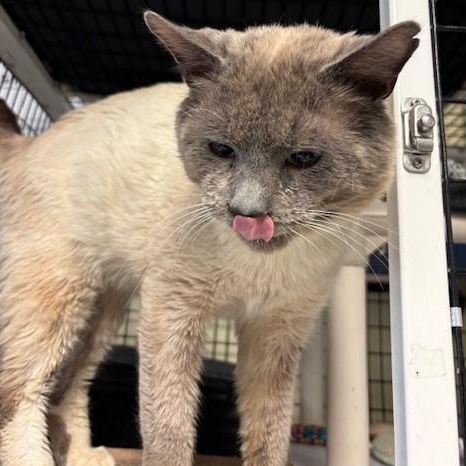 Enlarge Landon, a ADOPTABLE Siamese in Braintree, MA image 5/6