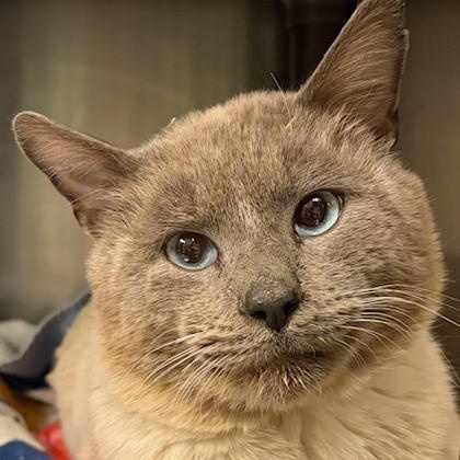 Landon, ADOPTABLE, Adult Male Siamese.