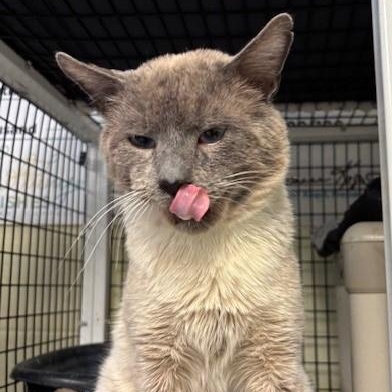Enlarge Landon, a ADOPTABLE Siamese in Braintree, MA image 1/6