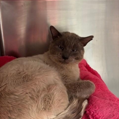 Enlarge Landon, a ADOPTABLE Siamese in Braintree, MA image 6/6