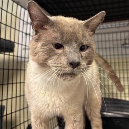 Enlarge Landon, a ADOPTABLE Siamese in Braintree, MA image 2/6
