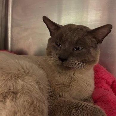 Enlarge Landon, a ADOPTABLE Siamese in Braintree, MA image 3/6