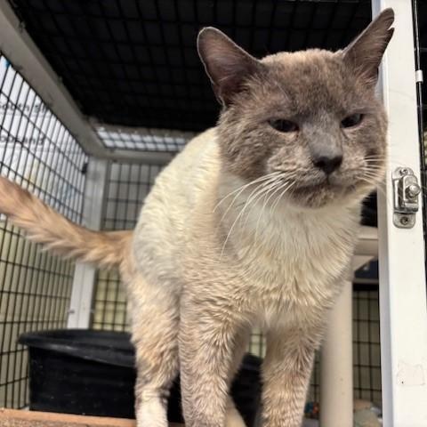 Enlarge Landon, a ADOPTABLE Siamese in Braintree, MA image 4/6