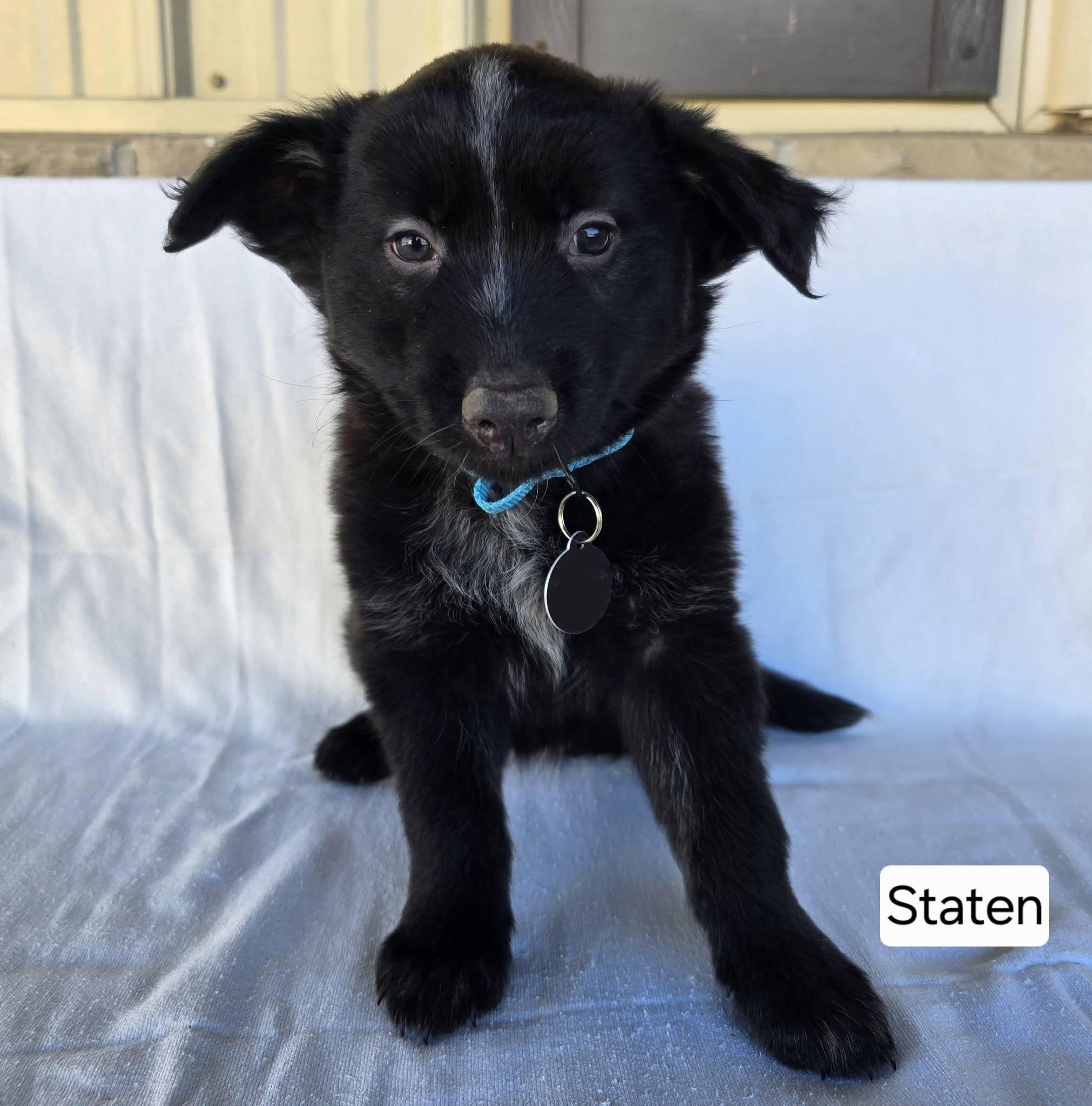 Enlarge Staten, a ADOPTABLE mixed breed in St. Clairsville, OH image 2/2