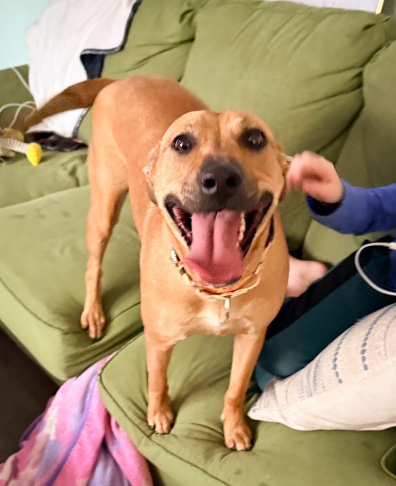 Lady Bell - Highway 118 pup, Adoptable, Puppy Female Mountain Cur & Labrador Retriever.