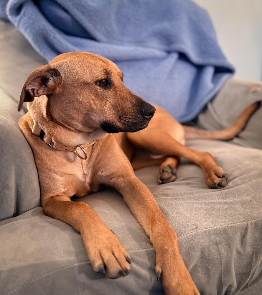 Enlarge Lady Bell - Highway 118 pup, a Adoptable mixed breed in Lancaster, PA image 2/6