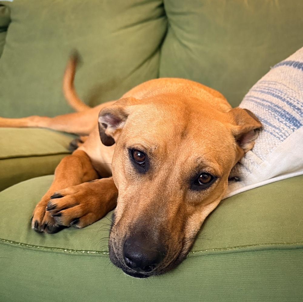 Enlarge Lady Bell - Highway 118 pup, a Adoptable mixed breed in Lancaster, PA image 4/6