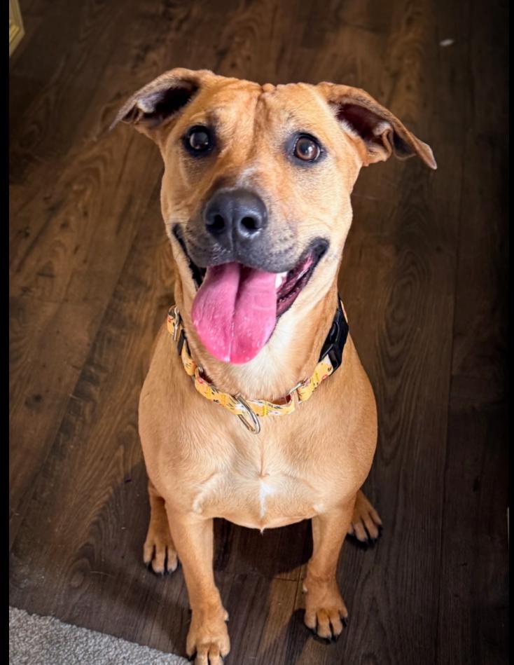 Enlarge Lady Bell - Highway 118 pup, a Adoptable mixed breed in Lancaster, PA image 5/6