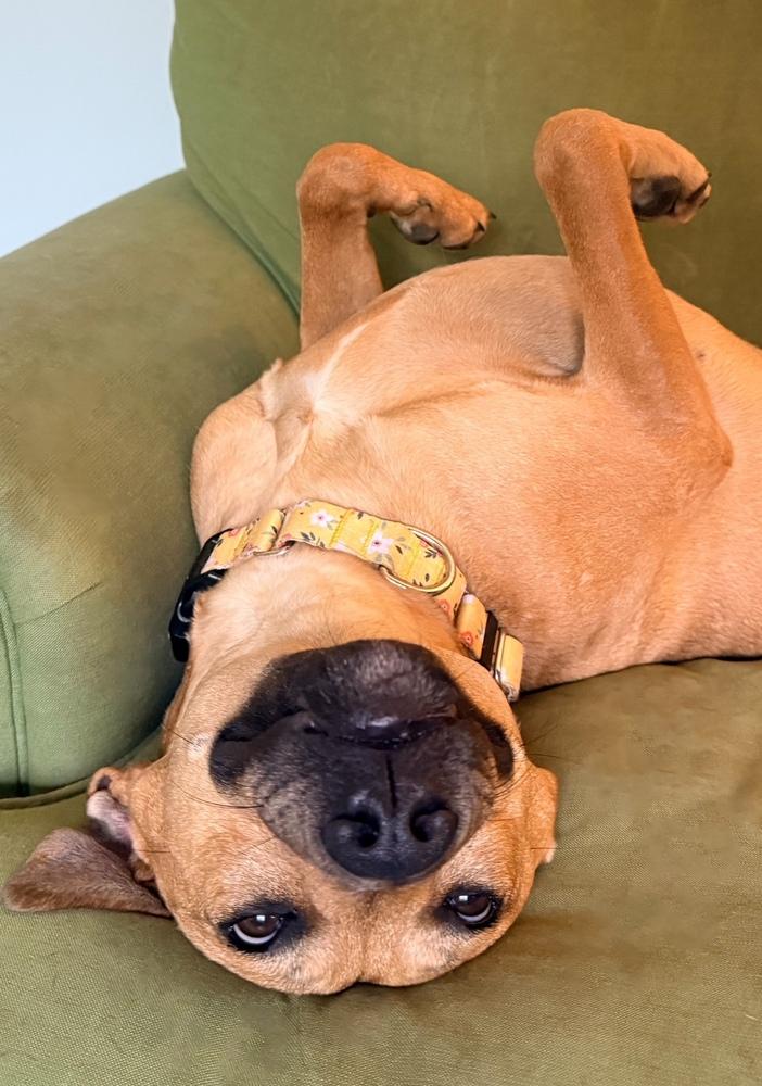 Enlarge Lady Bell - Highway 118 pup, a Adoptable mixed breed in Lancaster, PA image 3/6