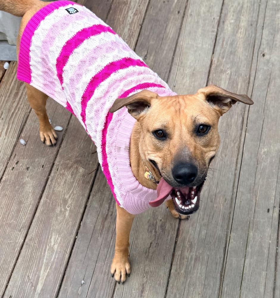 Enlarge Lady Bell - Highway 118 pup, a Adoptable mixed breed in Lancaster, PA image 6/6