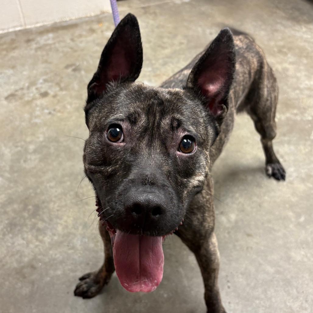 Cola, Adoptable, Young Female Shepherd.