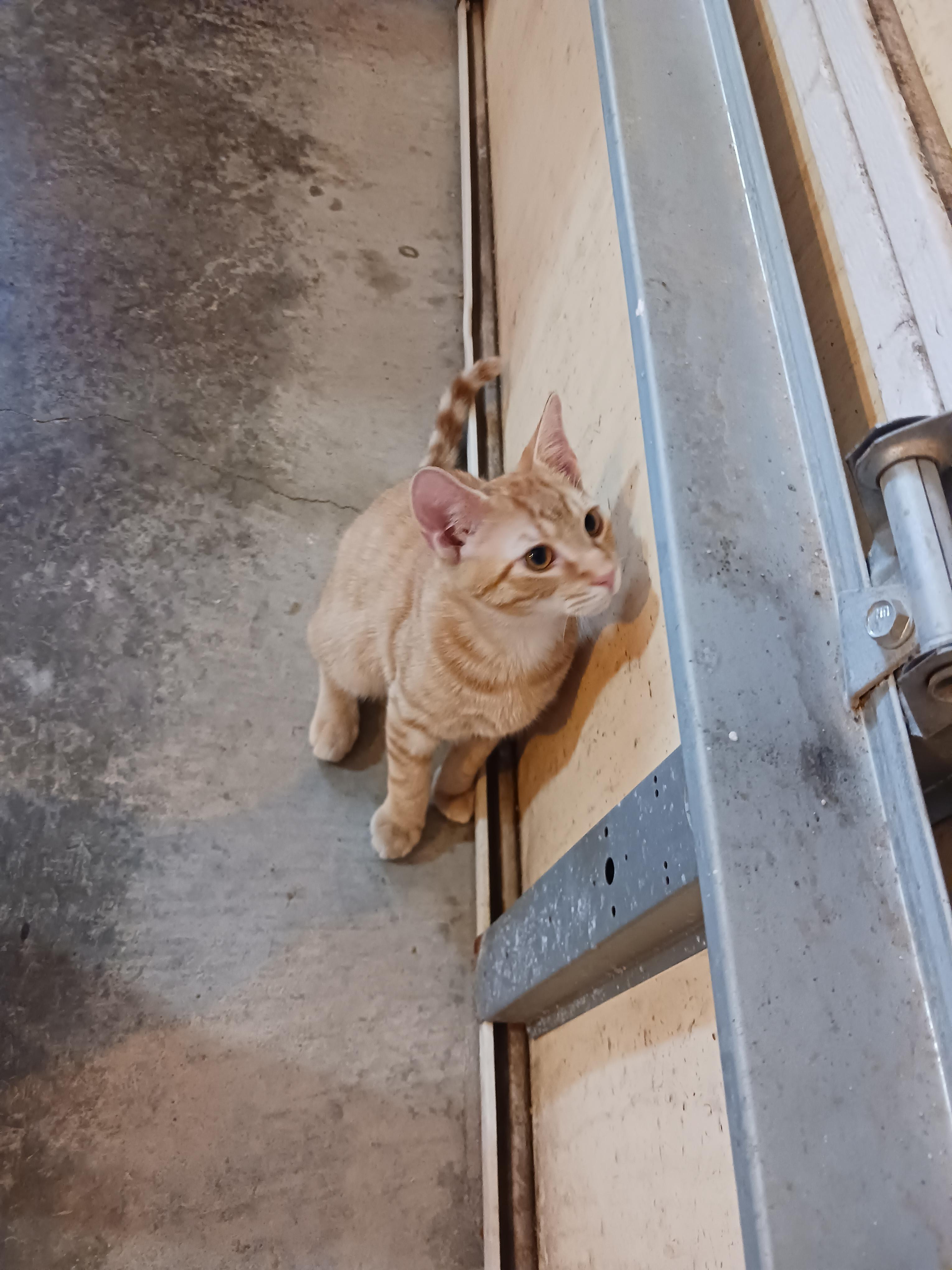 Butterfinger, a ADOPTABLE Domestic Short Hair in Morgantown, WV image 3/6