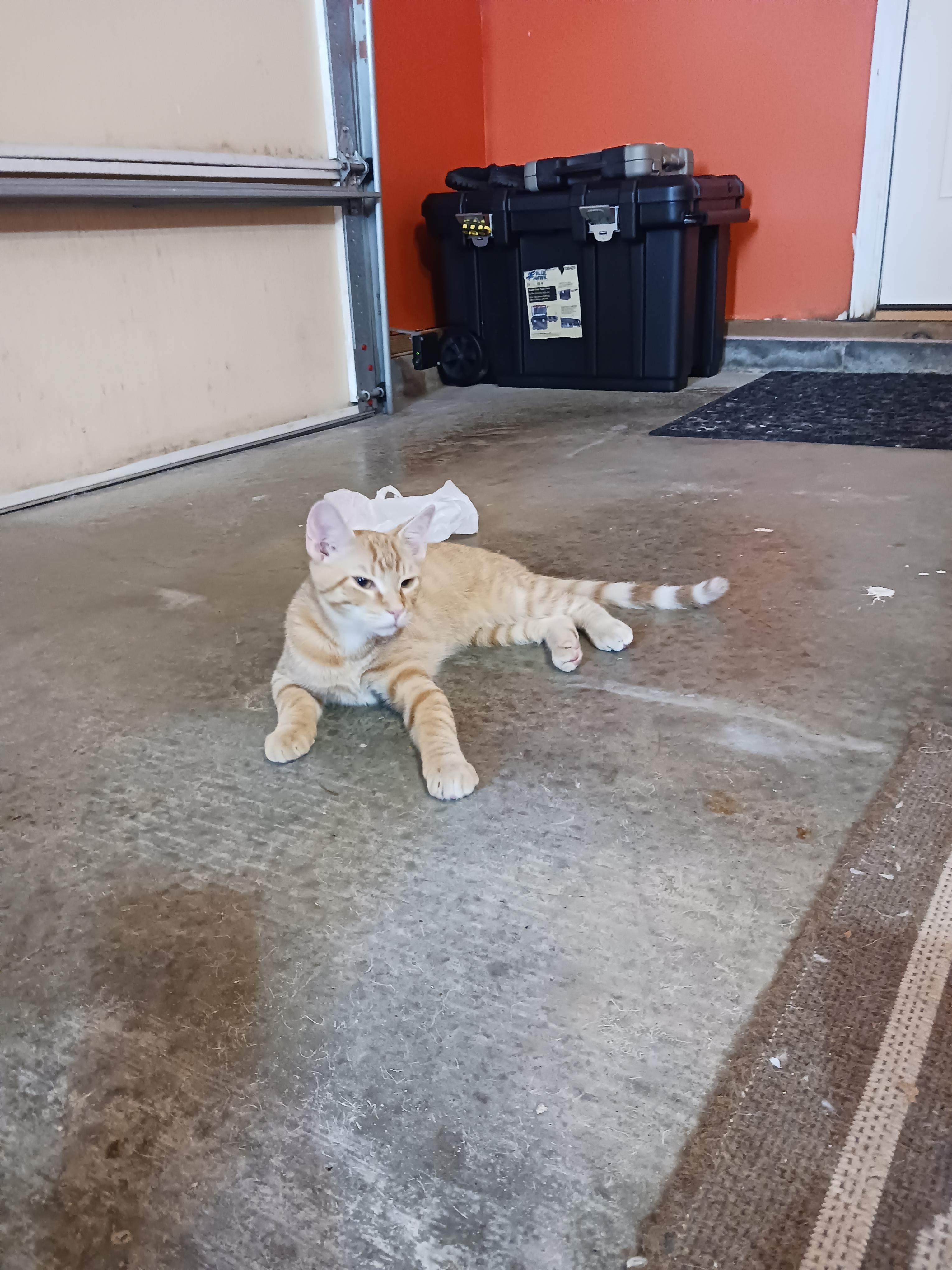 Butterfinger, a ADOPTABLE Domestic Short Hair in Morgantown, WV image 6/6