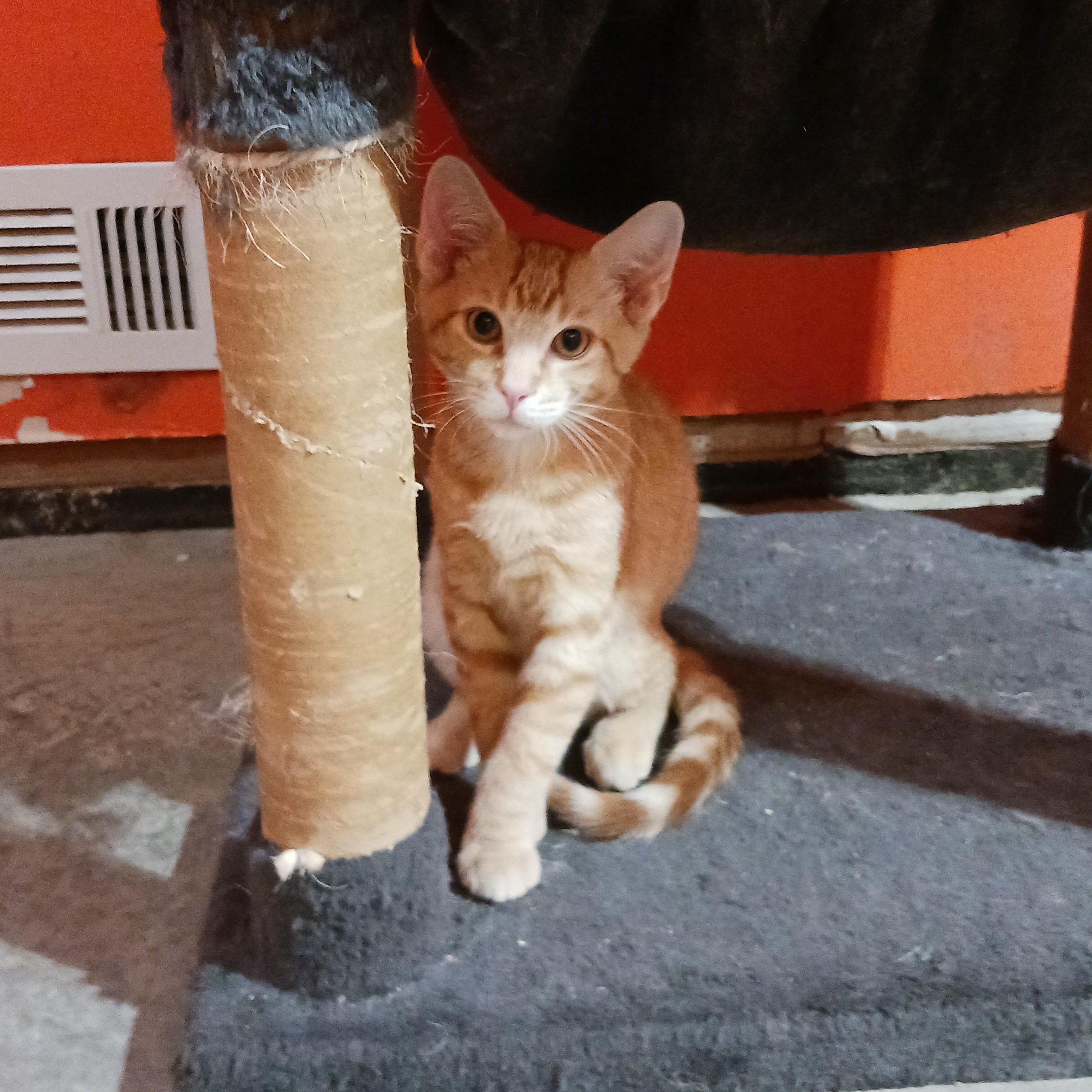 Enlarge Butterfinger, a ADOPTABLE Domestic Short Hair in Morgantown, WV image 1/6